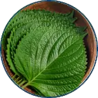 Perilla leaves and strawberries, a natural source of fisetin