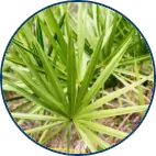 Saw palmetto berries beside dried oregano